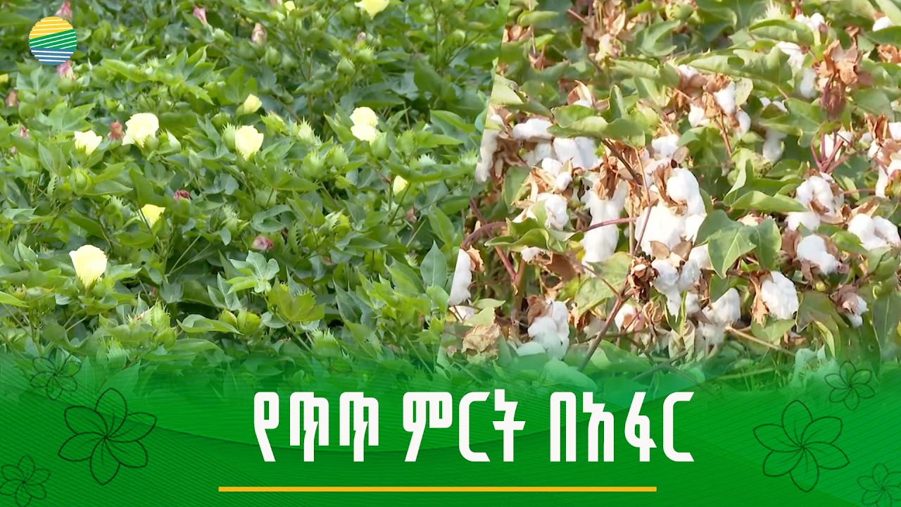በክልሉ የጥጥ ምርት ለማሳደግ …