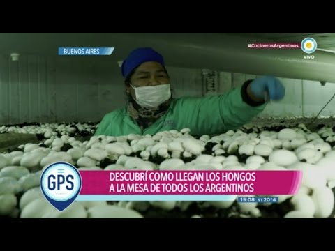 GPS, hongos
