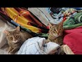 Grey Tabby Vs Brown Tabby EPIC Cat Wrestling Match FelineShowdown ViralCats