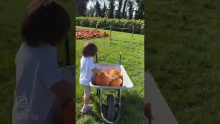 ロンドン近郊パンプキンパッチ 🇬🇧| Pumpkin Patch near London