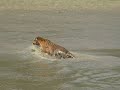 Release Of Royal Bengal Tiger At Sundarban Sundarban TV