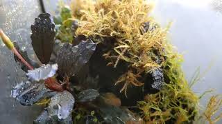 Maintain a mini terrarium with me!! bucephalandra (buce) and moss