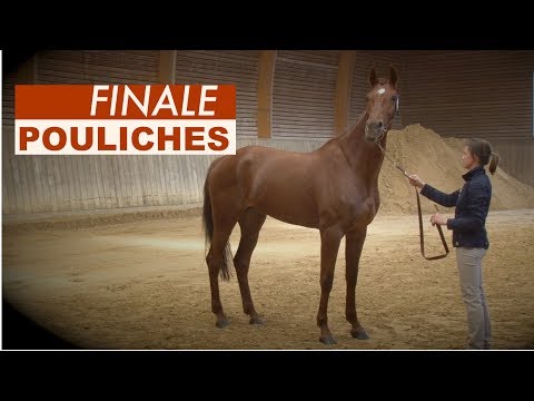 POULICHES DE 3 & 4 ANS - CONCOURS NATIONAL DE SÉLECTION À GROSBOIS