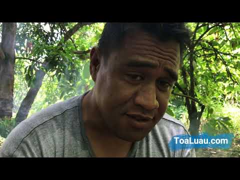 ToaLuau: Real organic chocolate