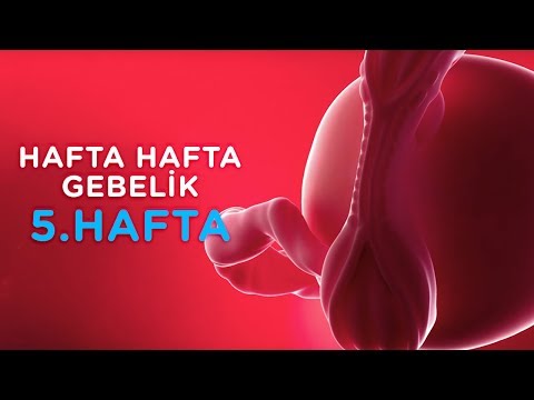 Hamilelikte 5. Hafta - Hafta Hafta Gebelik | İlk Adımlarım