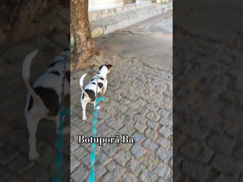 Hora de passear com meus petmores em Botuporã Ba #cachorros #pitbull