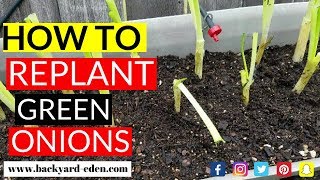 How to plant store bought green onions | How to regrow veggies