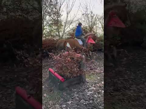 All rounder gelding - Image 2