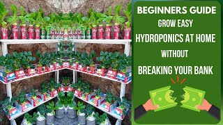 Grow EASY Hydroponics At Home (BEGINNERS GUIDE) No Pump No Power Kratky Method
