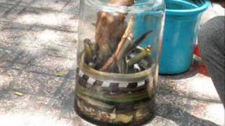 preview picture of video 'Snakes in a Jar Ho Chi Minh City April 2009'