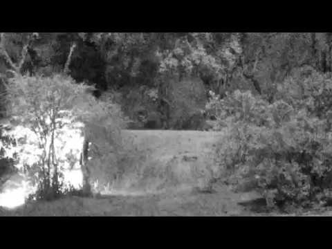 Djuma: Thandi female leopard and cub(Tlalamba) quietly walk thru - 08/25/18