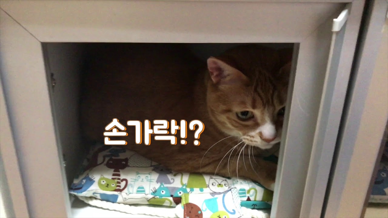 고양이가 진열되어 있습니다.