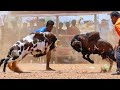 Muttu Kida WhatsApp Status Kidasandai Whatsappstatus Muttu Kida