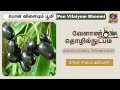 வேளாண் தொழில் நுட்பம் Cultivation Technique Of Jamun 17 11 202