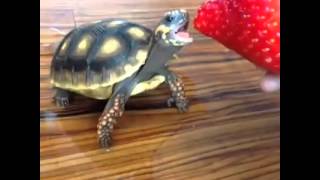 Little Turtle Eating Strawberry [TOO CUTE!]