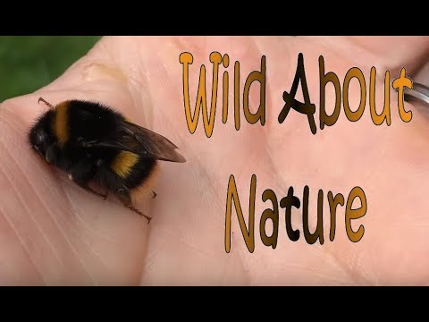 Buff-Tail Bumblebee Rescue - Bombus Terrestris - 4K