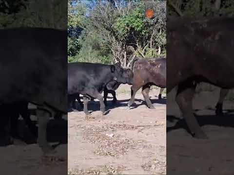 Se complicó el TRÁNSITO en Córdoba... 🐄