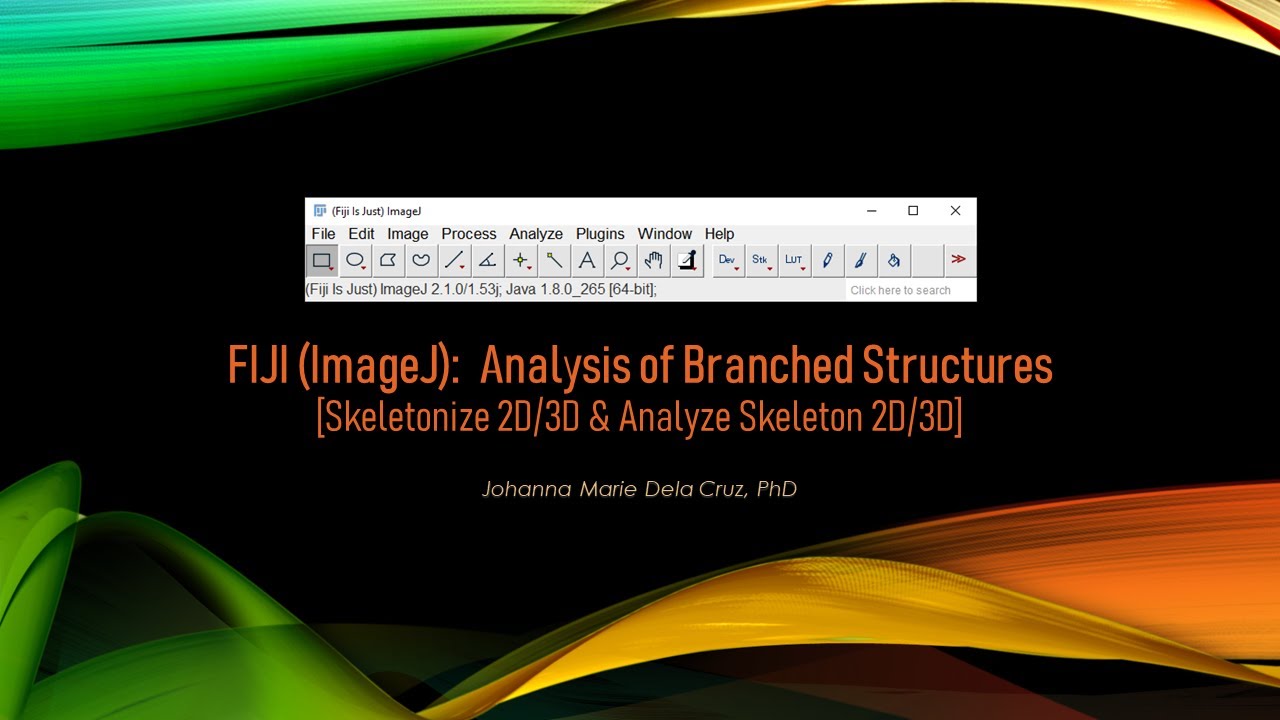 FIJI (ImageJ): Analysis of Branched Structures [Skeletonize 2D/3D & Analyze Skeleton 2D/3D]