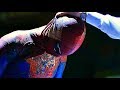 Unmasking Spider-Man (Scene) - The Amazing Spider-Man (2012) Movie CLIP HD