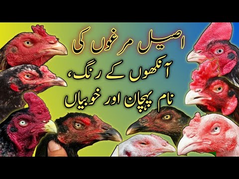 Aseel Eyes Colors, Doray n Ring Explanation Master Aseels