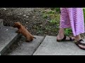 Miniature Dachshund dogs for sale: Red - Video 1