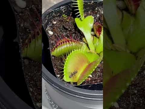 ハエトリグサに餌をやる:意味があるのか、ないのか? 植物