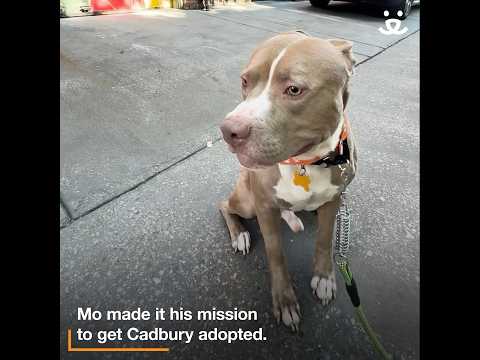 Foster opens his home to a big dog for the first time