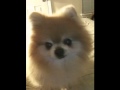 Cocomo2