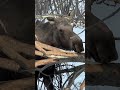 Moose Strips Bark Alaskalife Alaskathebeautiful Moose