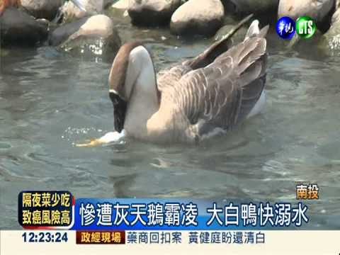 動物也霸凌! 鵝鴨大戰爆笑連連