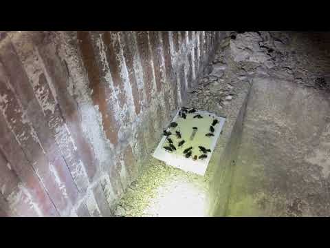 Hundreds of Oriental Cockroaches in the Basement of Business in Monmouth Junction, NJ
