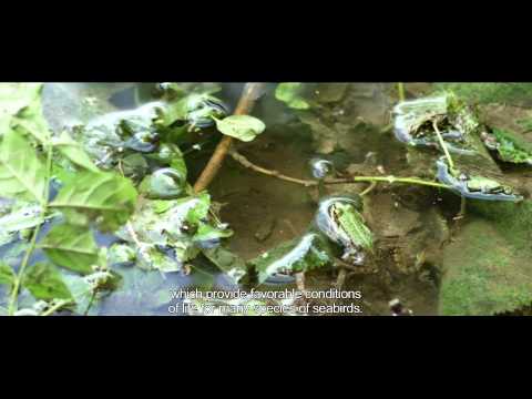 Bratele Borcea si Borcea Bordusani MPEG 4