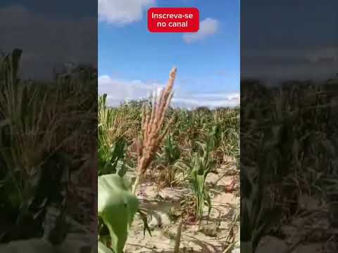 seca,faltou  chuva.sitio gruta.tenorio PB .vidios para todas as idades.