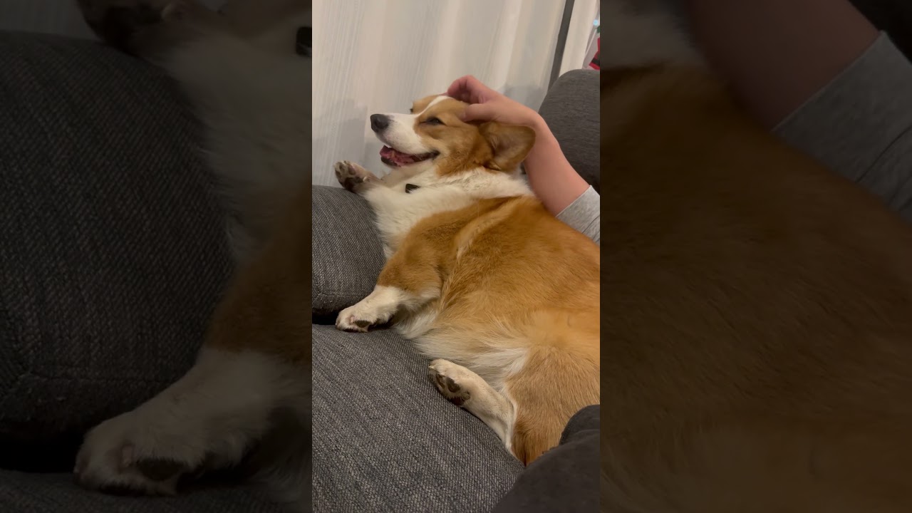 ヘッドマッサージを受けるコーギーのラッキー