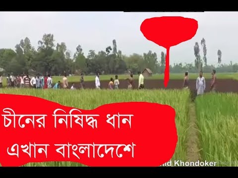 চীনে নিষিদ্ধ বেগুনী পাতার ধান এখন সুন্দরগঞ্জে