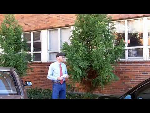 スギ (Cryptomeria japonica) - 植物の識別