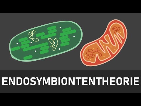 Endosymbiontentheorie | Entstehung von Chloroplasten und Mitochondrien | kurz und einfach erklärt