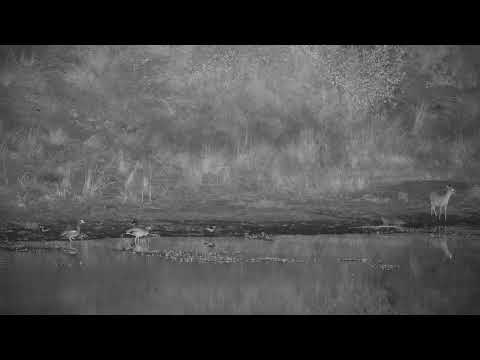Djuma: Duiker getting a drink - 22:23 - 05/13/21