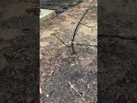 庭で最も一般的な雑草をどのように見分けるか?  庭園