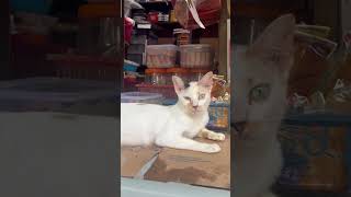 店番するジャカルタの猫 / Shop keeper / Petugas toko #cat #jakarta #kucing #野良猫 #indonesia #猫 #三毛猫