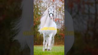 Dream meaning in Islam 🤭. #islamic #dream #meaning