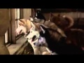 How It Should Have Ended Alternate Ending Snow Dogs
