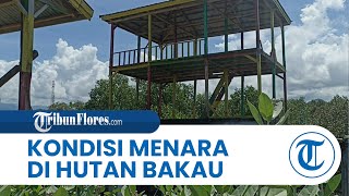Penampakan Bangunan Menara Pandang di Hutan Bakau Pantai Borong, Tampak Kini Sudah Rusak Berat