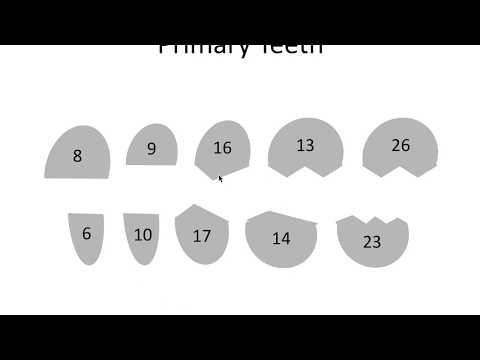 Tooth Eruption Dates | NBDE