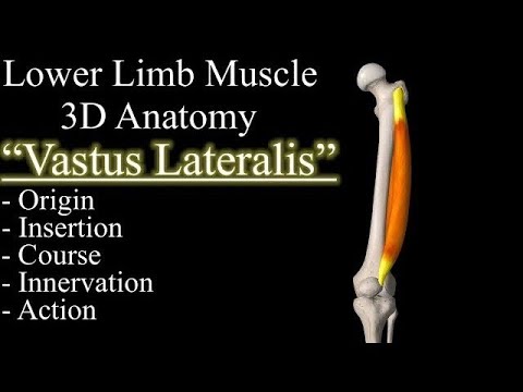 Quadriceps Vastus Lateralis Muscle 3D Anatomy, Origin, Insertion, Course, Innervation & Action