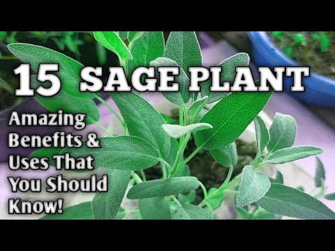 What is sage called in the Philippines? What is sage called in the Philippines?
