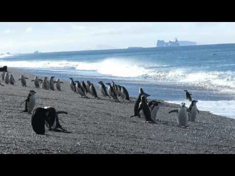 Best Penguin Video of Bailey's Head Deception Island
