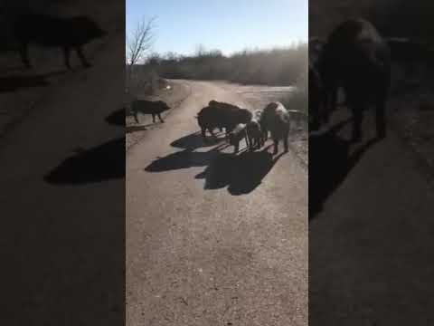 FIGS..Krdo svinja na ispaši