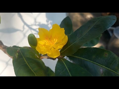 Cận cảnh xem hoa mai nở buổi sáng