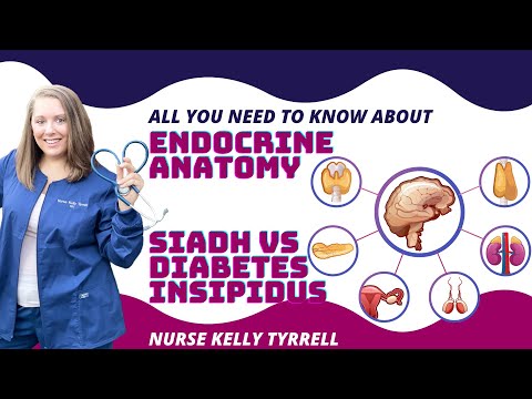 Endocrine Anatomy | SIADH vs Diabetes Insipidus